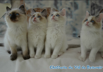 Holly  : la portée des 4 chatons mâles - Chatterie Ragdolls du Val de Beauvoir